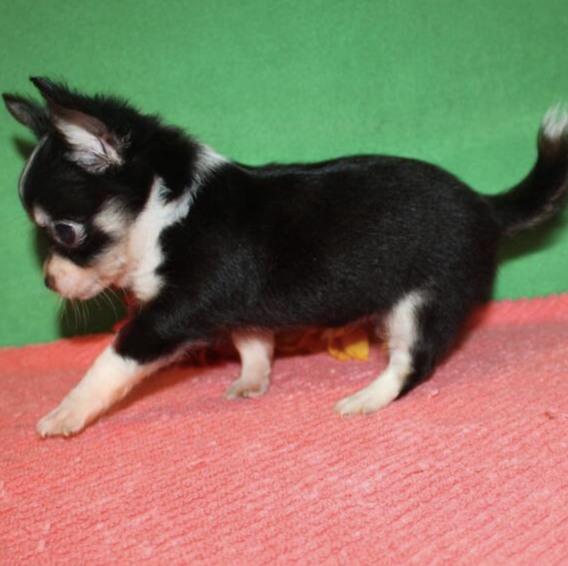 comprar cachorros sanos, baratos y asequibles para la venta